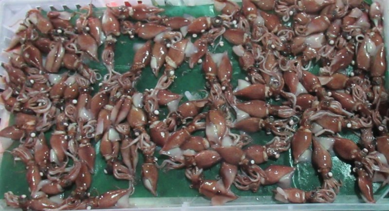 A batch of squid imported from Hokkaido, Japan intercepted at the border. Photo courtesy of the Taiwan Food and Drug Administration (TFDA).