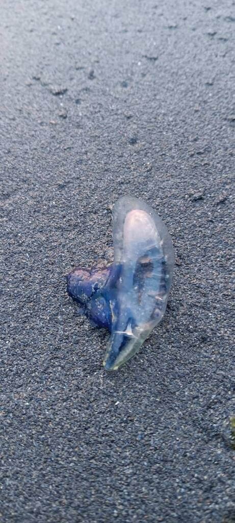 A Portuguese man o' war washes up in Kaohsiung's Sizihwan. Photo courtesy of the Kaohsiung City Marine Bureau