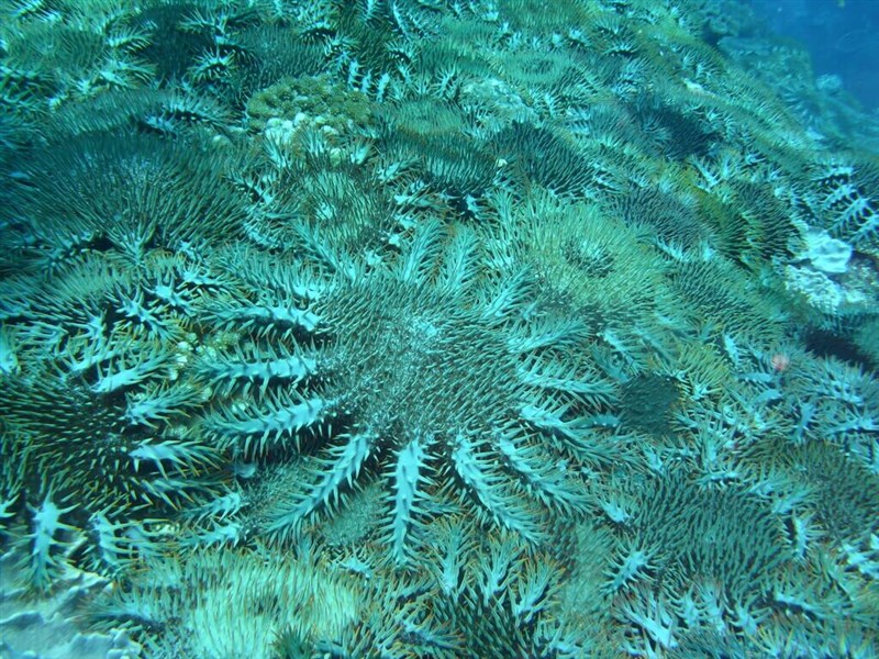 A large number of the invasive crown-of-thorns starfishes plague Taiwan's Pratas Islands National Park in this undated photo. Photo courtesy of the Taiwanese Coral Reef Society