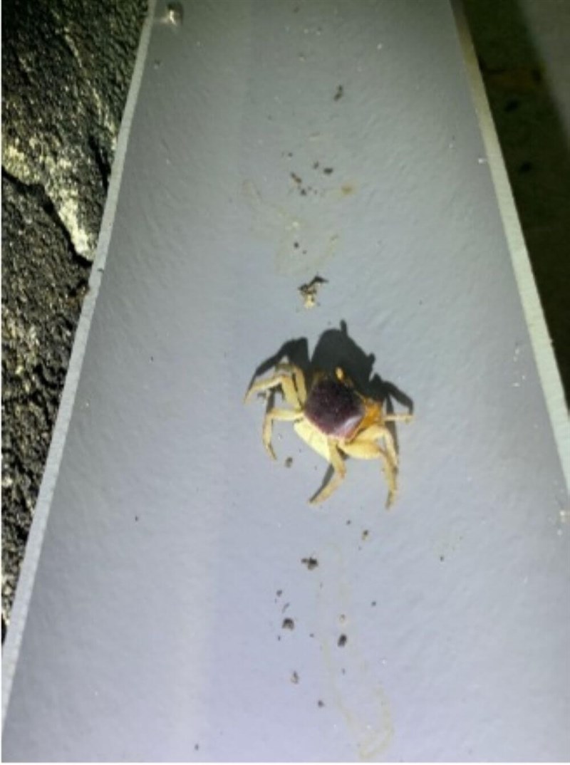 Taiwan's Agriculture Department successfully reduces land crab roadkill on Green Island by using pipes and culverts. The research results are published in the June 2025 issue of Global Ecology and Conservation. Photo courtesy of the Taiwan Biodiversity Research Institute.