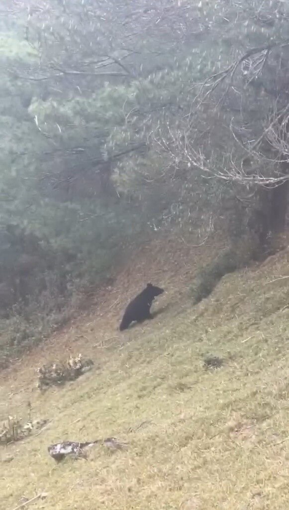 A Formosan black bear was spotted by tourists in Yushan National Park in April