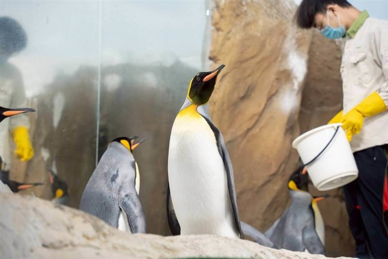 King penguins gather around as a zookeeper prepares to feed them at the Taipei Zoo in this undated photo. Photo courtesy of the Taipei Zoo
