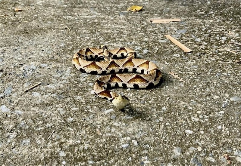 A hundred-pace viper. Photo courtesy of the Taitung County government
