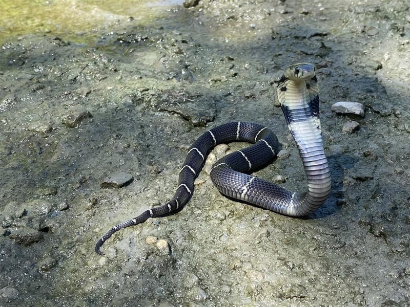 An undated photo shows a cobra in the wild. Photo courtesy of the Taitung County government