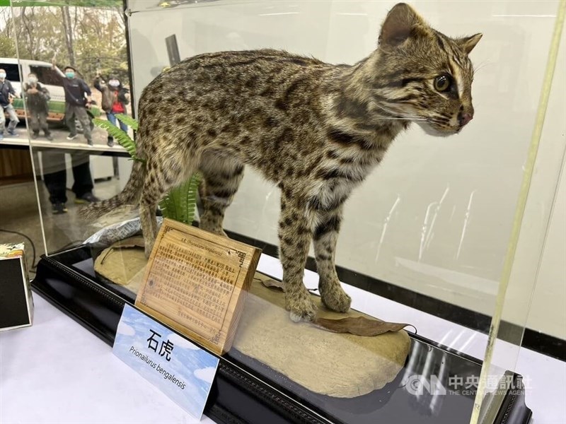 A biological specimen of a leopard cat is displayed at a research center in Taiwan. CNA file photo