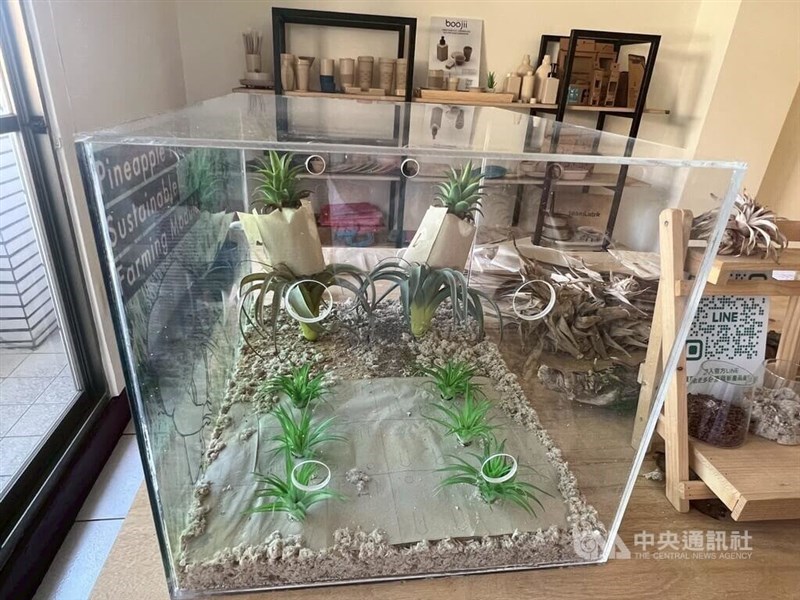 A model showcases how biodegradable mulch films made from pineapple farming waste can be used to protect fruits and fields. CNA photo June 9, 2025