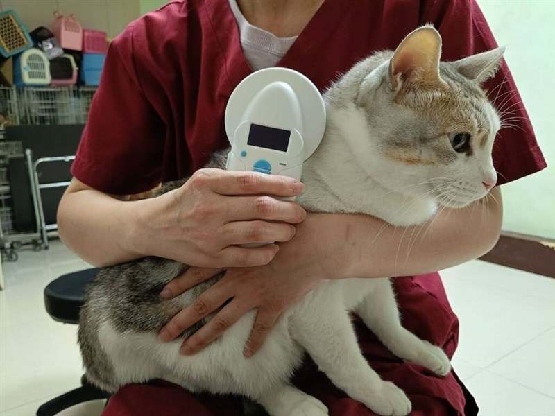 A pet cat visits a vet. Photo courtesy of Taipei City Animal Protection Office