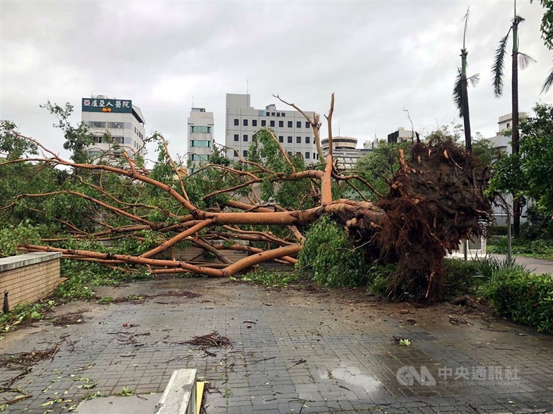A tree is seen uprooted along a roadside in Chiayi. CNA photo July 7, 2025