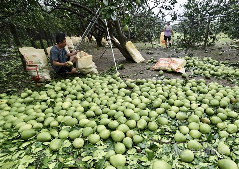 Pomelos in Tainan are blown to the ground by strong winds. CNA file photo