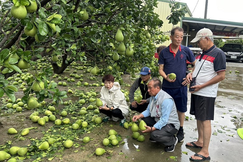Typhoon Danas scattered pomelos across the ground as it battered Tainan City on Wednesday. CNA file photo