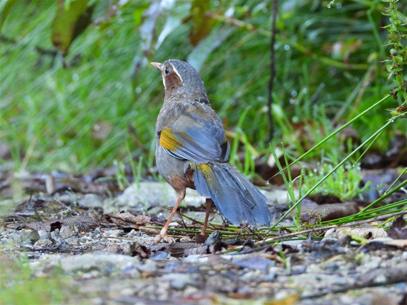 A white-whiskered laughingthrush (also known as Formosan laughingthrush) is seen during a birdwatching competition on Daxueshan (Mount Daxue) in central Taiwan in September 2024. Photo courtesy of the Forestry and Nature Conservation Agency's Taichung Branch