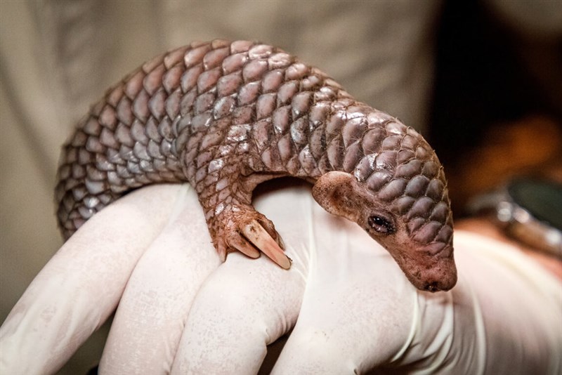 Connie rests on the back of a hand after she was born in July 2024. Photo courtesy of Prague Zoo July 17, 2025
