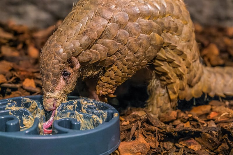 Photo courtesy of Prague Zoo July 17, 2025