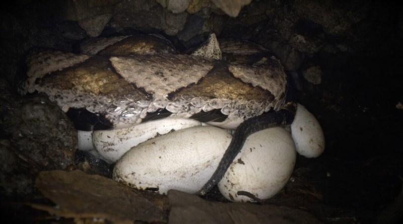 Photo courtesy of the Forestry and Nature Conservation Agency