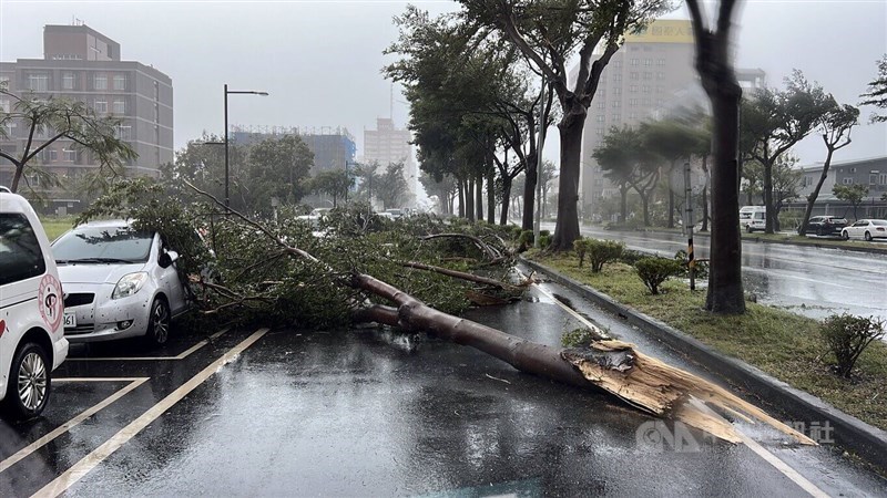 A roadside tree cracks under the force of Typhoon Podul as it batters Taitung County on Wednesday. CNA photo Aug. 13, 2025