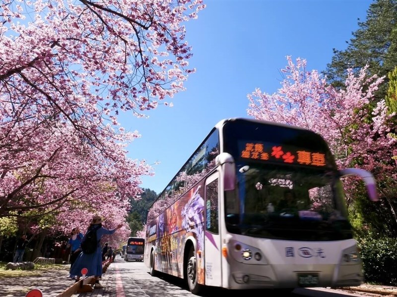 A fleet of Kuo-Kuang buses carry passengers to enjoy the scenic cherry-blossoms of Taichung's Wuling Farm in this undated photo. Photo courtesy of Wuling Farm