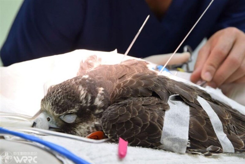 Photo courtesy of Taiwan Biodiversity Research Institute