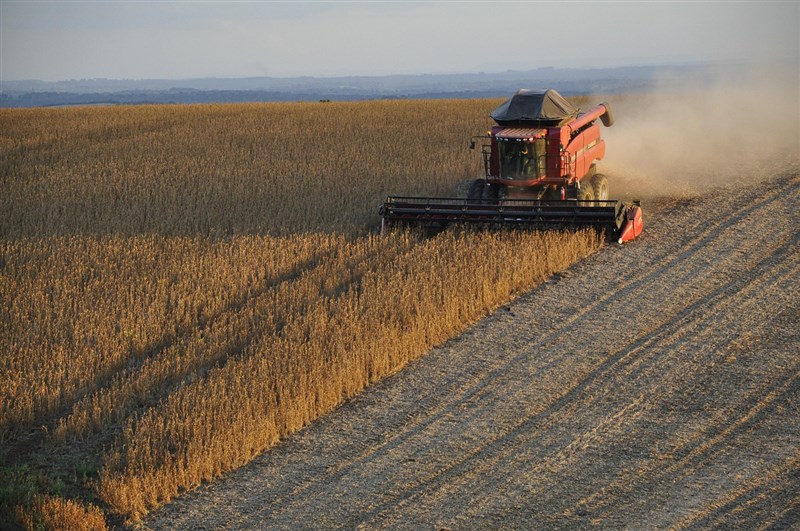 Soy crops. Image taken from Pixabay for illustrative purposes