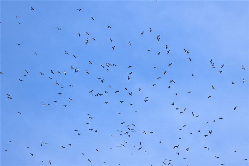 More than 150,000 Chinese sparrowhawks fly over Kenting in southern Taiwan's Pingtung County on Saturday, the highest single-day tally since an annual raptor migration survey in the area began 37 years ago. Photo courtesy of Raptor Research Group of Taiwan