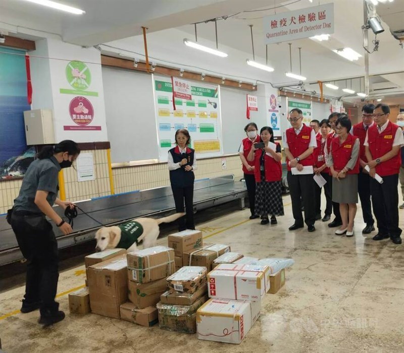 Du Li-hwa (second right), acting director-general of the MOA’s Animal and Plant Health Inspection Agency, along with other staff, watches a detection dog inspecting imported pork in Taipei on Friday. CNA photo Sept. 26, 2025