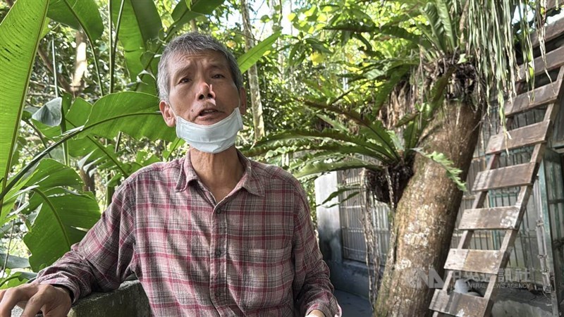 A retired man surnamed Wang enjoys picking longans as a pastime. CNA photo Oct. 10, 2025