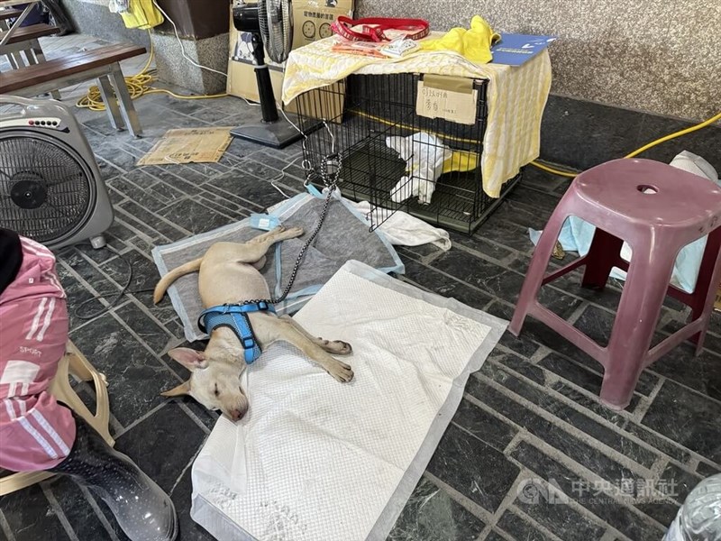 An animal rescue station in Hualien has saved more than 120 pets, including dogs, cats, ducks and turtles, until Friday. CNA photo Oct. 3, 2025