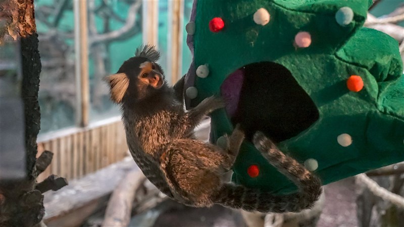 A common marmoset is seen hanging onto its Christmas tree-shaped nest box at the Taipei Zoo. Photo courtesy of Taipei Zoo Dec. 25, 2025