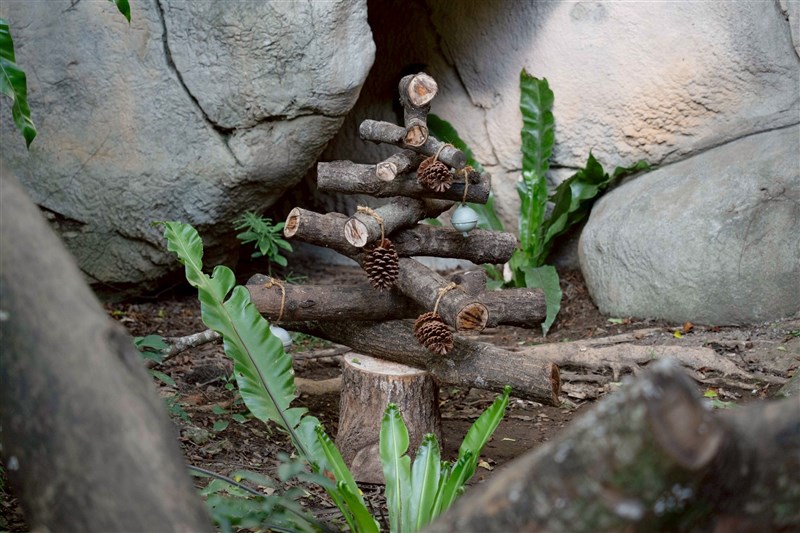 A Christmas tree-inspired wooden scratching post is placed at Taipei Zoo's leopard cat area. Photo courtesy of Taipei Zoo Dec. 25, 2025