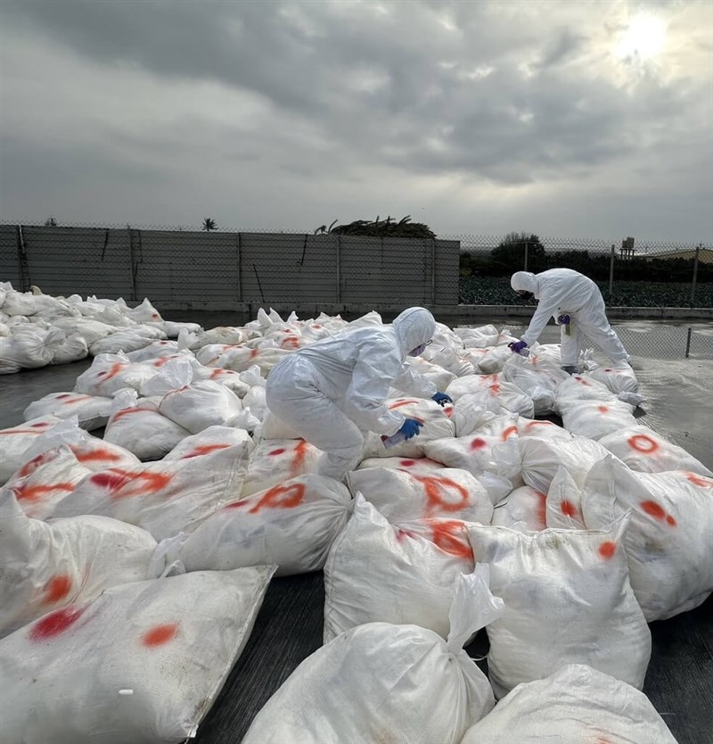 Changhua County authorities mark bags of culled hens at a poultry farm in the county's Fangyuan Township on Saturday, where some of the birds were confirmed as having been infected with the H5N1 virus. Photo courtesy of Changhua County government