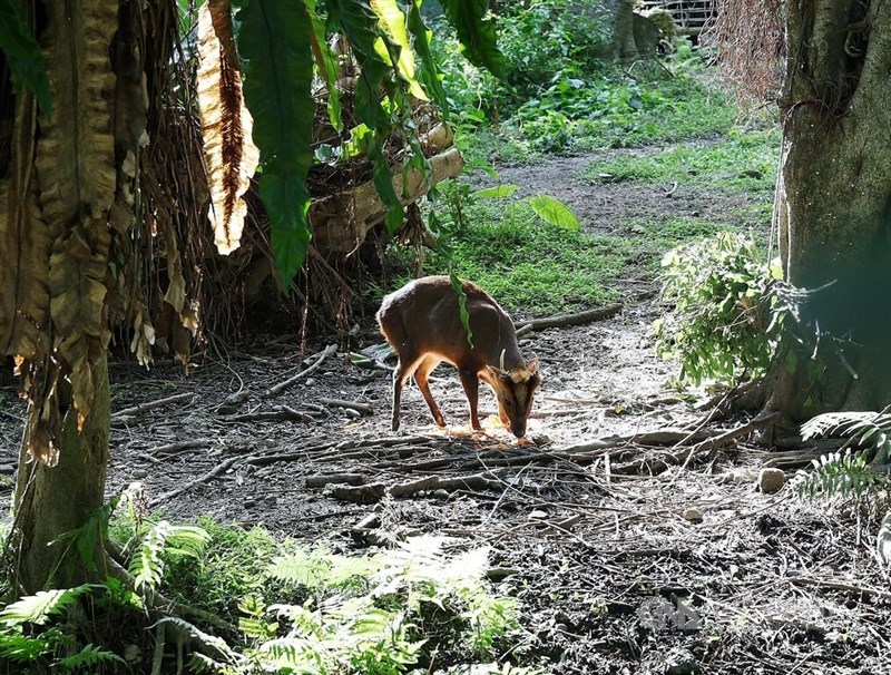 A Formosan Reeves's muntjac at the Taipei Zoo. CNA photo Jan. 4, 2025