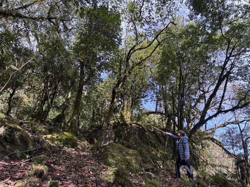 The wild tea trees that produce Hsu’s ancient tree tea reach toward the forest canopy in Hoàng Su Phì, Vietnam, on Monday. CNA file photo