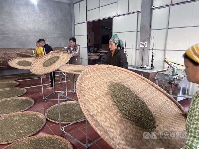 Staff of Hà An Trà toss tea leaves at the factory in Vietnam on Monday. CNA file photo