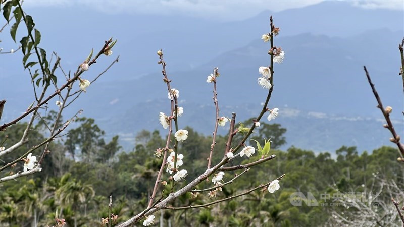 Plum blossoms flowering unevenly are seen in Taitung County on Wednesday. CNA photo Jan. 14, 2026