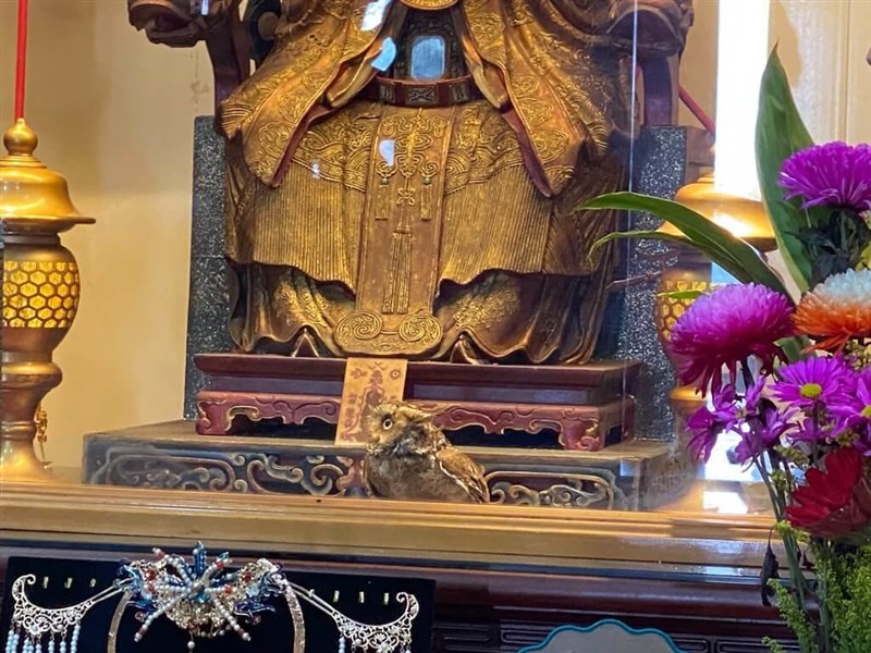 An owl sits on the area in front of the Mazu idol at Miaoli County's Quan Hua Temple on Monday. Photo courtesy of Quan Hua Temple