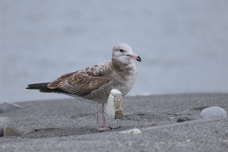 A black-tailed gull appearing to be entangled in fishing line and Styrofoam at the mouth of the Beinan River in Taitung. Photo courtesy of a birdwatcher Feb. 1, 2026