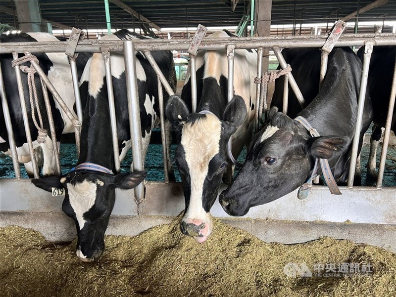 Cows are seen eating feed at a dairy farm in Pingtung County. CNA file photo