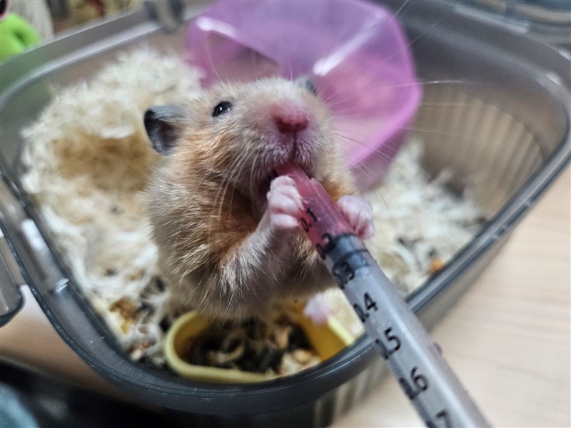 Molly the hamster. Photos courtesy of the New Taipei Animal Protection and Health Inspection Office.