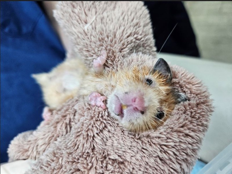 Molly the hamster. Photos courtesy of the New Taipei Animal Protection and Health Inspection Office.