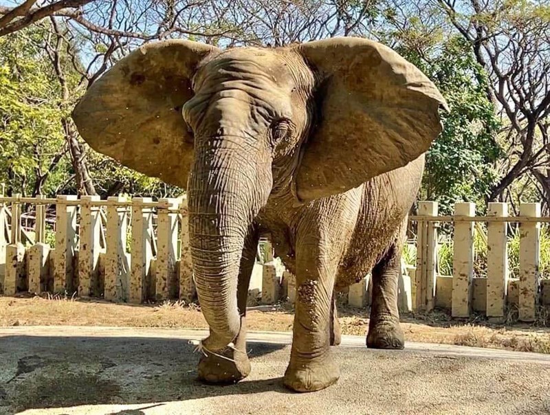 African elephant Ali. Image taken from facebook.com/ShouShanZoo