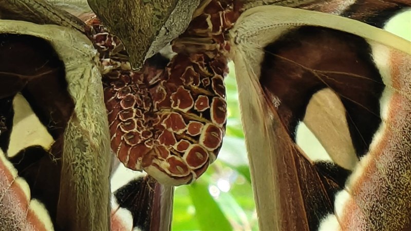 The Atlas moth’s return marks the success of Kuo’s conservation efforts, signaling restored ecological balance and true biodiversity in the park. (Photo courtesy of Bank of Flowers and Trees)