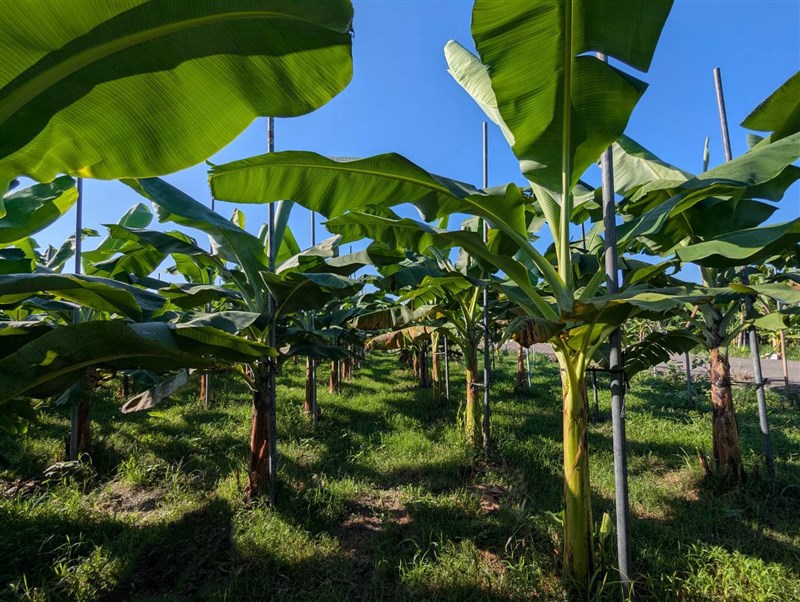 Photo taken from the Taiwan Banana Research Institute's Facebook