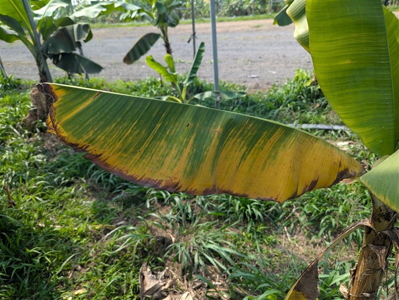 A banana leaf showing yellowing from Panama disease infection. Photo taken from the Taiwan Banana Research Institute's Facebook