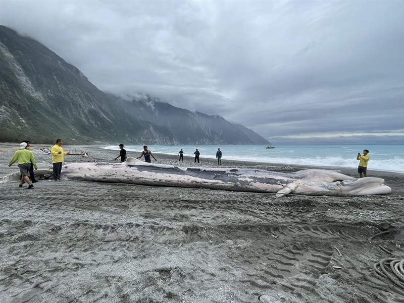 The whale carcass is towed onto Hualien County's Chongde Beach on Wednesday. Photo courtesy of Hualien County Government