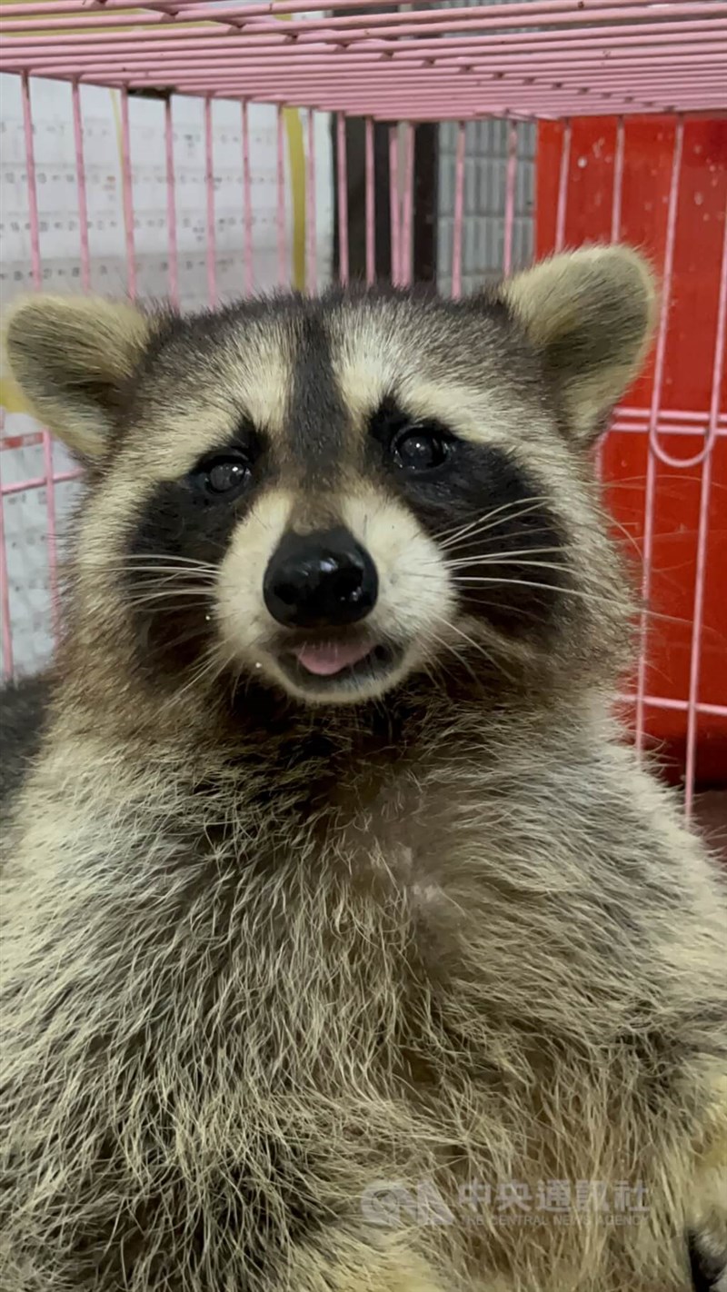 A raccoon. CNA file photo