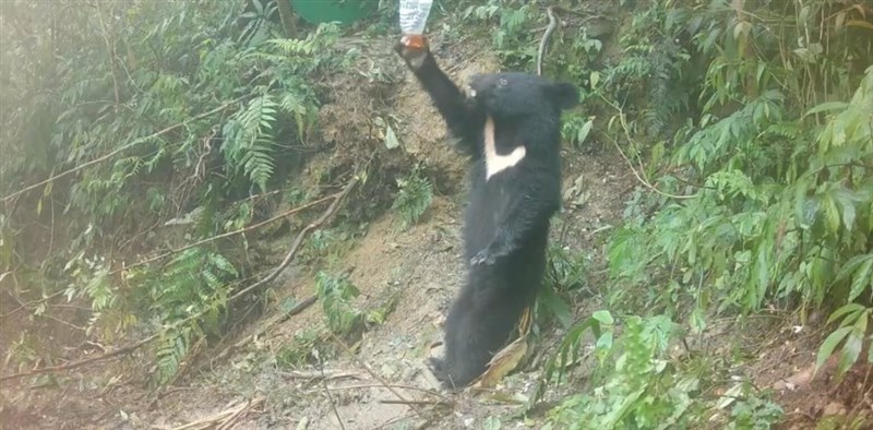Caregivers used "scent stations" to measure the height and monitor the physical condition of Mua, a Formosan black bear cub, during her time at a wildlife rehabilitation center in Taitung. Photo courtesy of the Forestry and Nature Conservation Agency