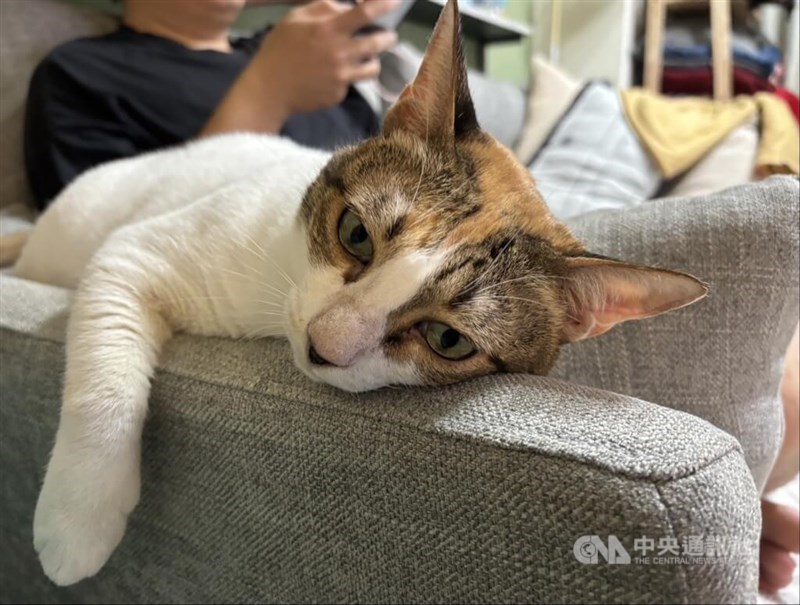 A cat rests beside its owner on an armchair. CNA file photo