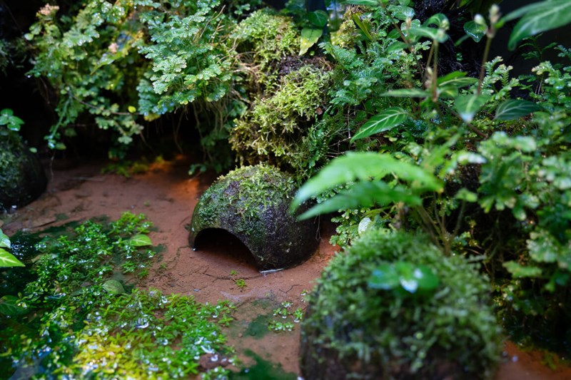 A view of a specially designed habitat for Yuchi music frogs at Taipei Zoo. Photo courtesy of the Taipei Zoo April 28, 2026
