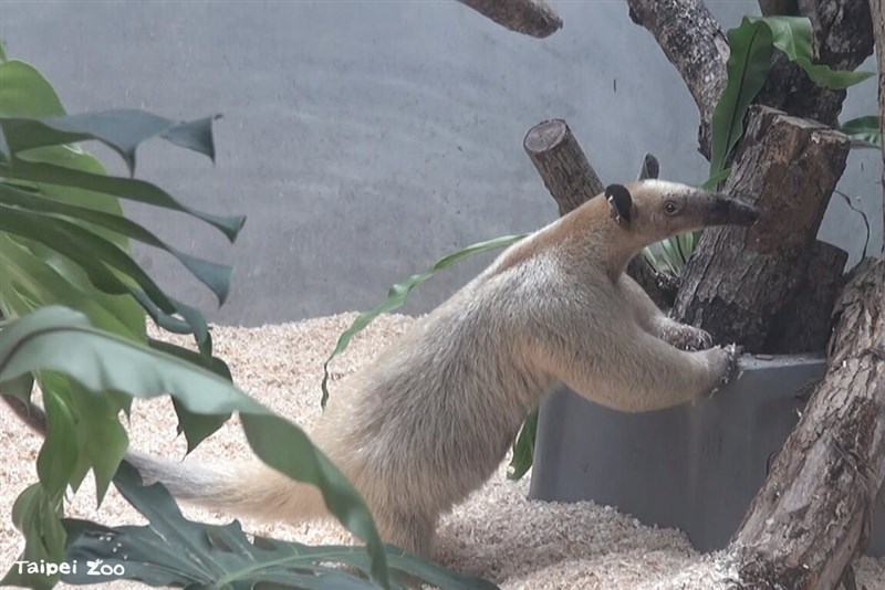 Taipei Zoo's missing lesser anteater named "Blackie." Photo courtesy of Taipei Zoo