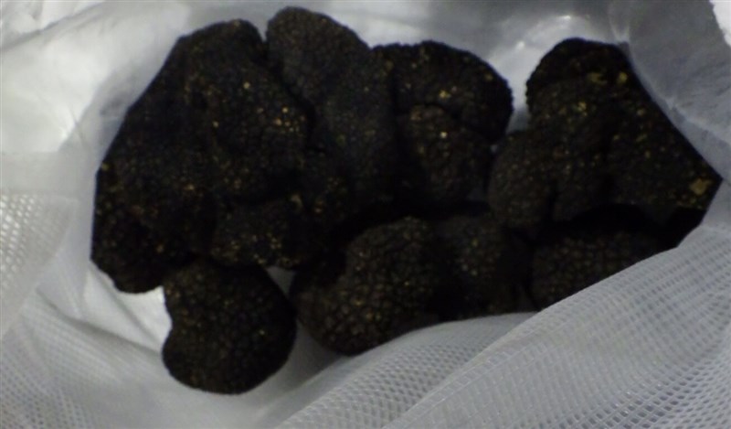 Black truffles. Photo courtesy of the Taiwan Food and Drug Administration