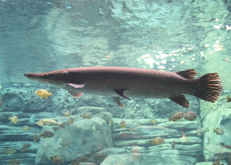 An alligator gar. Photo by Greg Hume taken via Wikimedia Commons